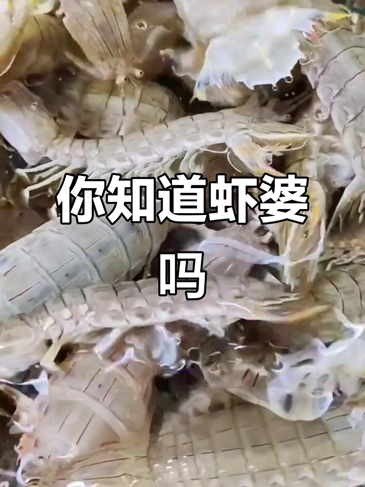 连云港的虾婆,你那儿叫啥?皮皮虾做法大揭秘