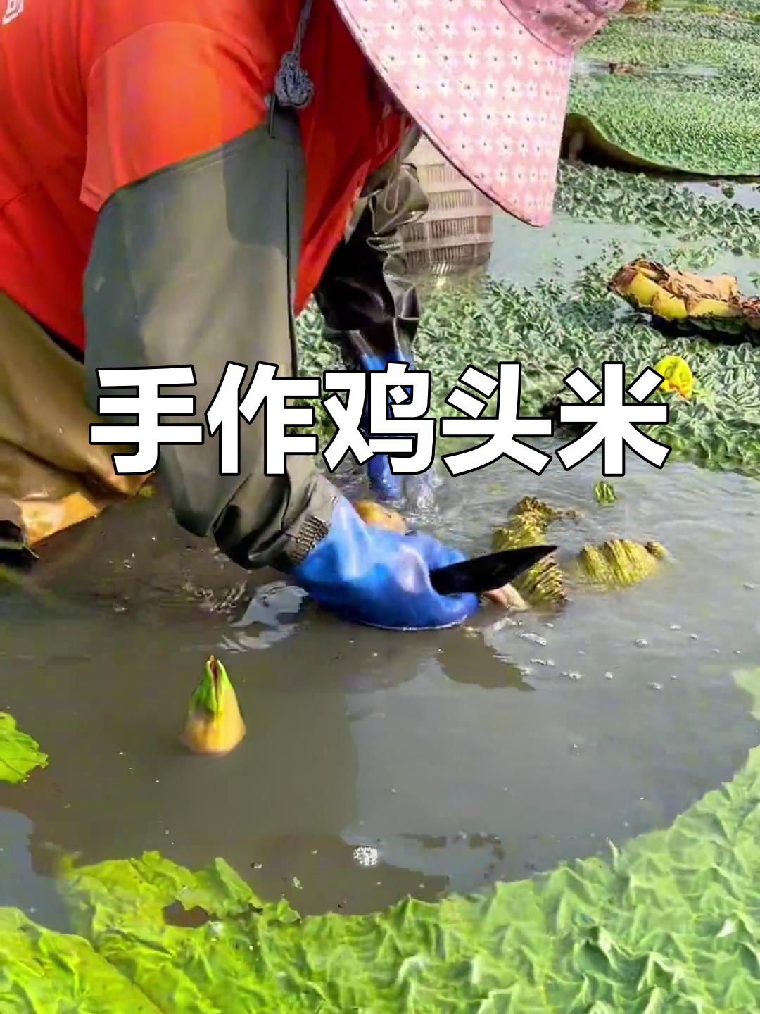 鸡头米手工剥制,每一粒都凝聚着匠心与耐心