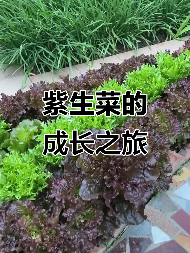 紫生菜生长全过程,看看它如何从种子到美味蔬菜