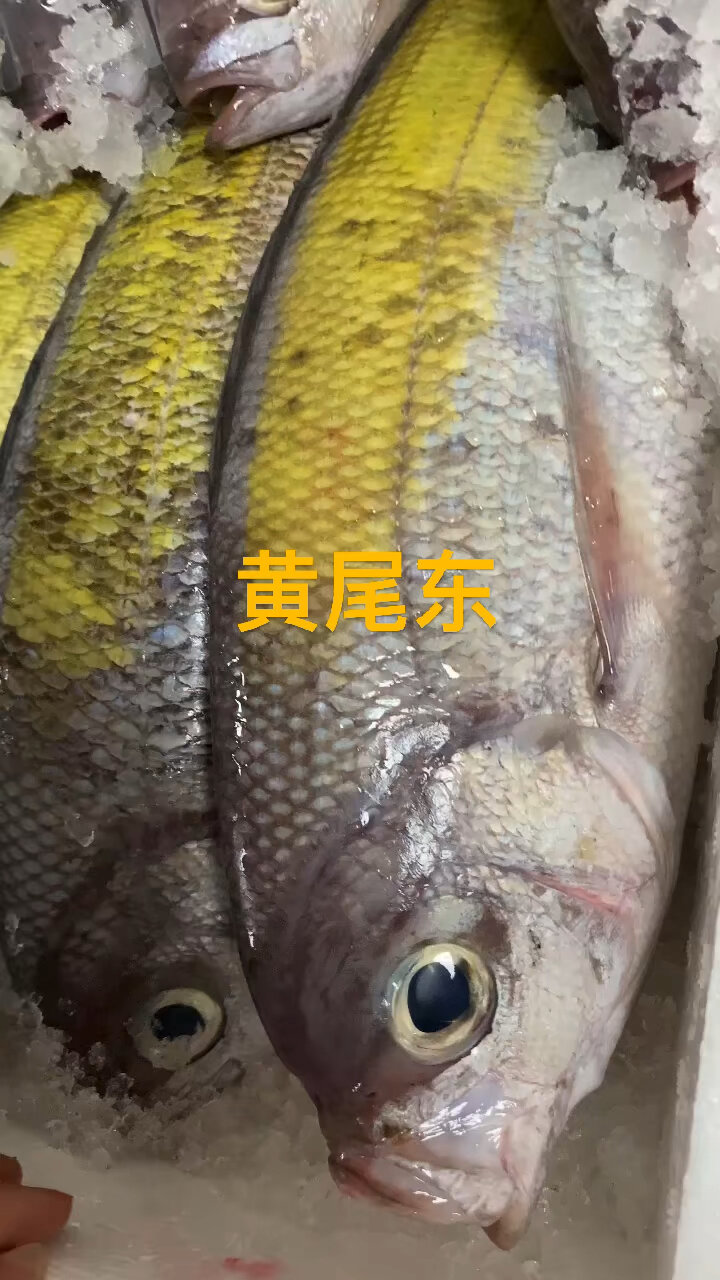 黄尾鱼属于鲴鱼是细鳞斜颌鲴黄尾密鲴圆吻鲴银鲴等四种鲴鱼统称属