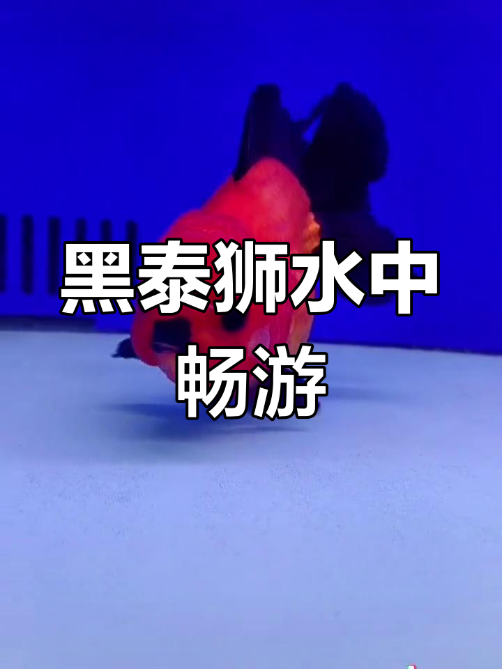 自由游动的十二黑泰狮金鱼