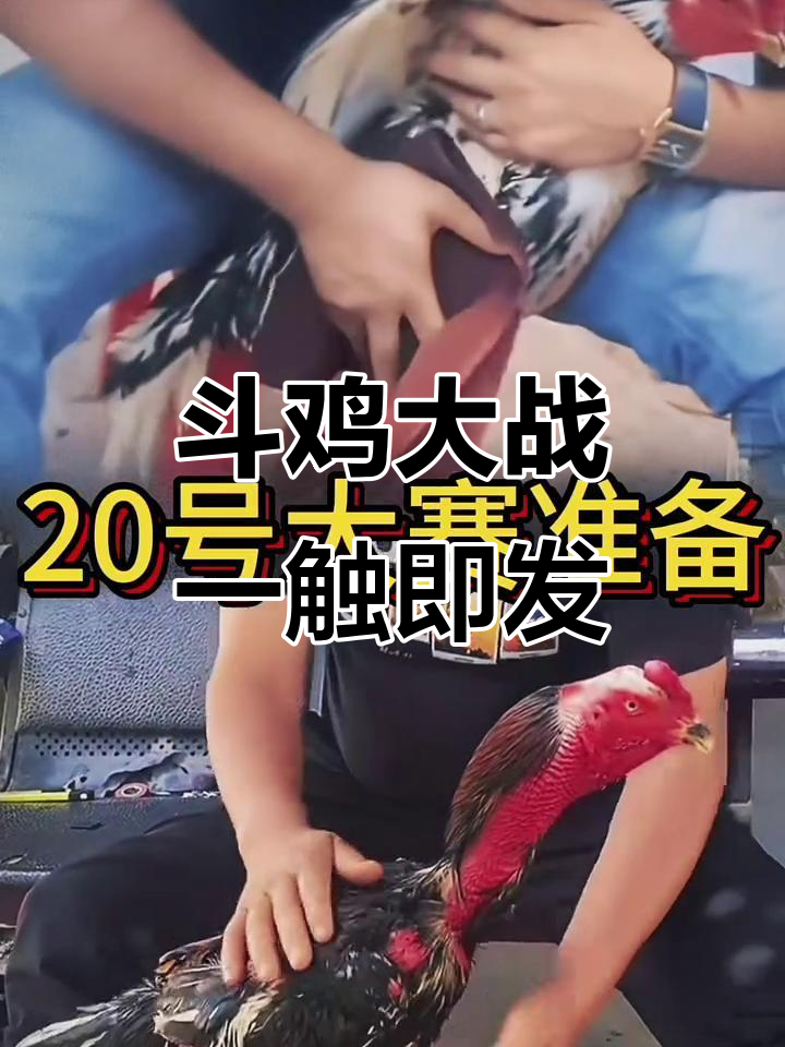中国一号斗鸡挑战伽师县名家,20号大赛精彩对决