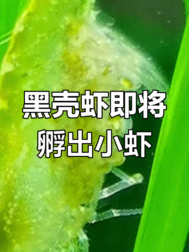 春天万物复苏,黑壳虾抱卵孵化