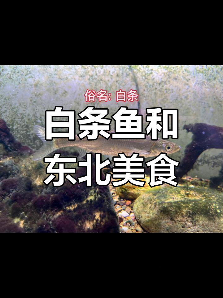 满语中的白漂子与三花五罗十八子的秘密