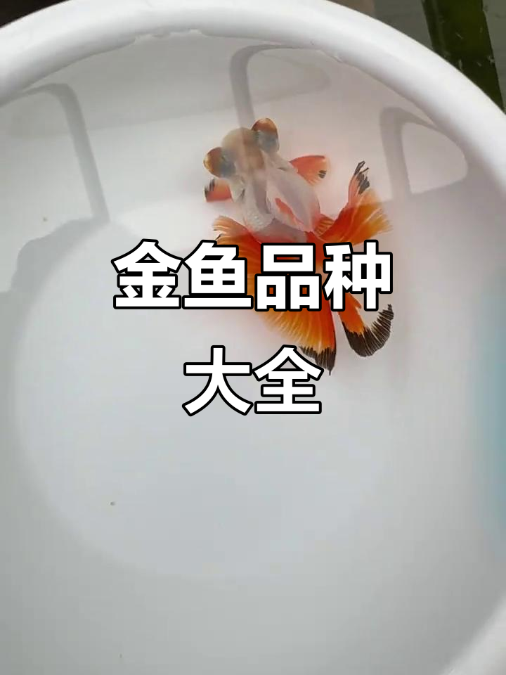 全国发货,金鱼品种全览,养殖基地直击批发市场