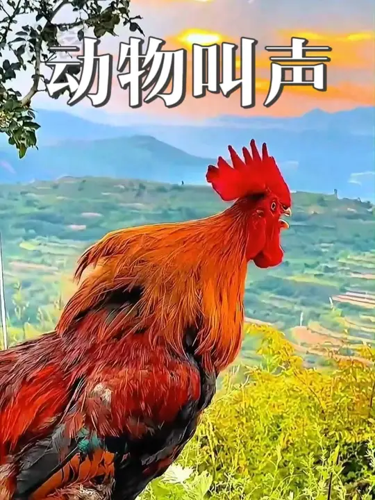 动物叫声大全，0 - 3 岁宝宝早教启蒙，哄娃超有效！