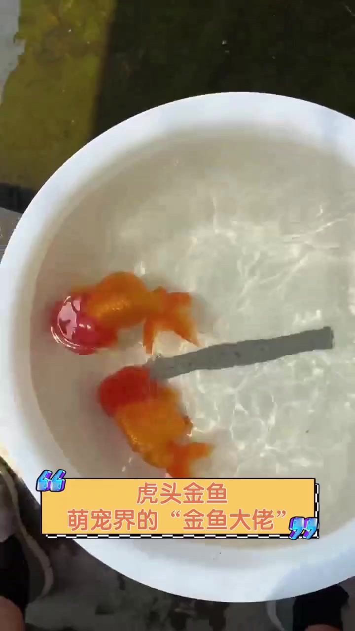 虎头金鱼,萌宠界的“金鱼大佬”