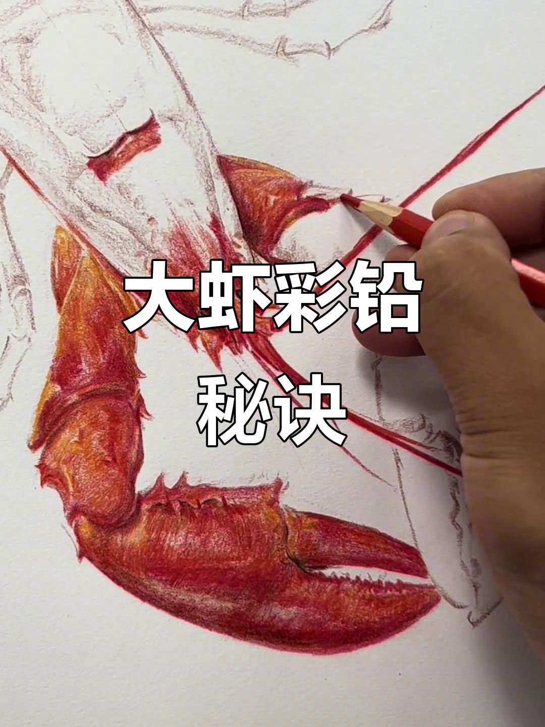 彩铅虾画技巧,耐心与兴趣才是关键