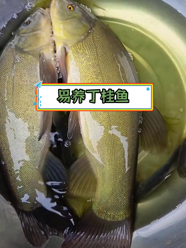 丁桂鱼:简单好养的杂食性鱼类