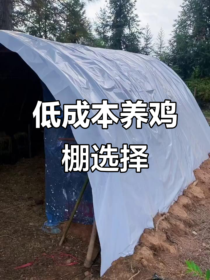 成本不到100元,养鸡大棚为何选钢管?