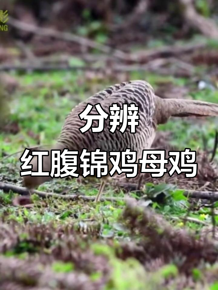 红腹锦鸡母鸡与普通母鸡的区别,一眼就能认出来
