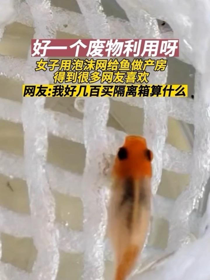 10月30日(采访时间),辽宁。女子用泡沫网给鱼做产房,得到很多网友喜欢。隔离箱 孔雀鱼 