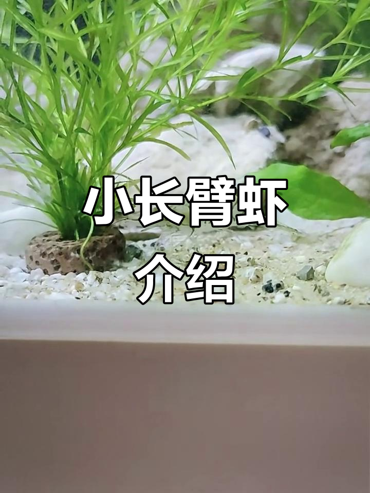 中华小长臂虾：独特生物揭秘