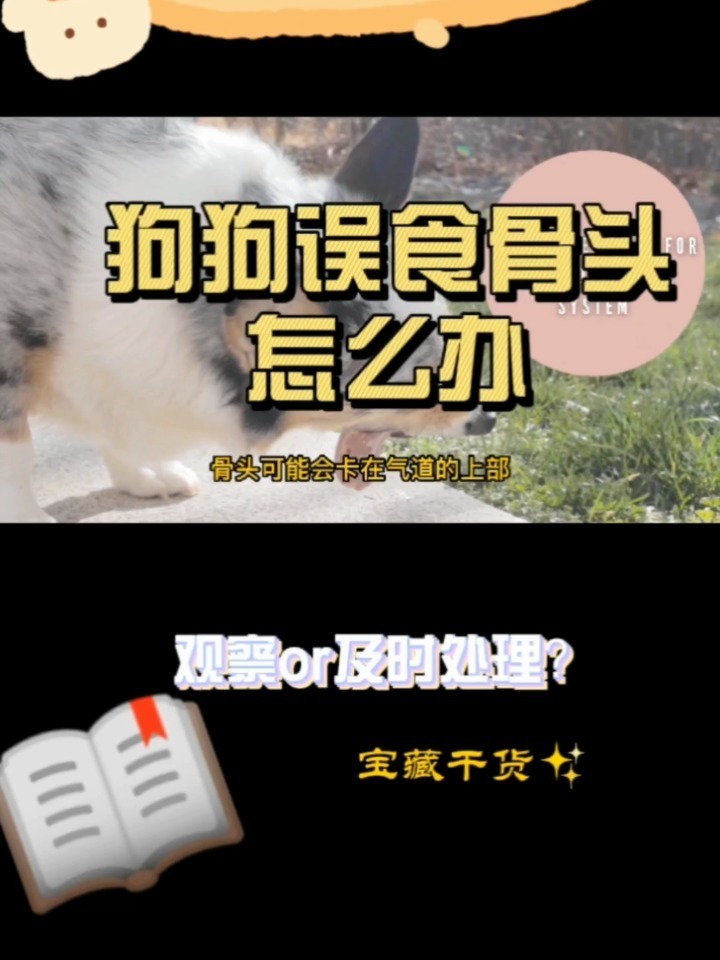 狗狗误食鸡骨头怎么办