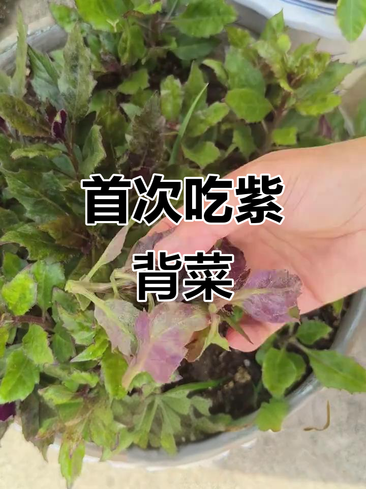 第一次尝试紫背菜,竟然意外好吃!