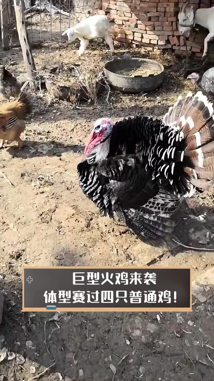 巨型火鸡来袭,体型赛过四只普通鸡!
