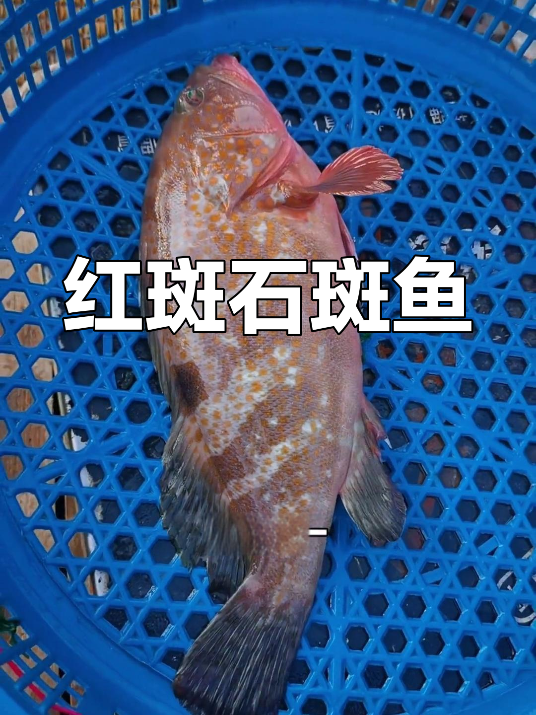 红斑石斑鱼:香港四大鱼王之一