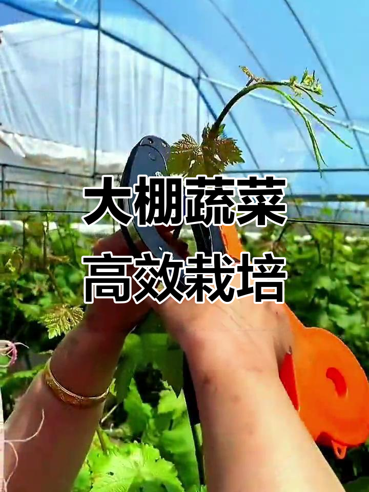 蔬菜大棚种植全攻略,番茄黄瓜轻松学