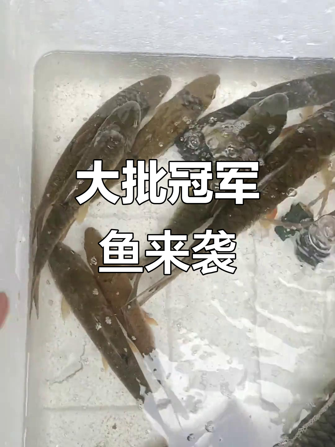 冠军鱼大迁徙,惊险刺激的海上追逐!