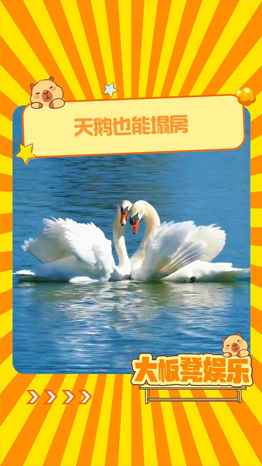 真想冲进屏幕揍它们一顿!黑天鹅 夫妻 爱情 动物 离谱