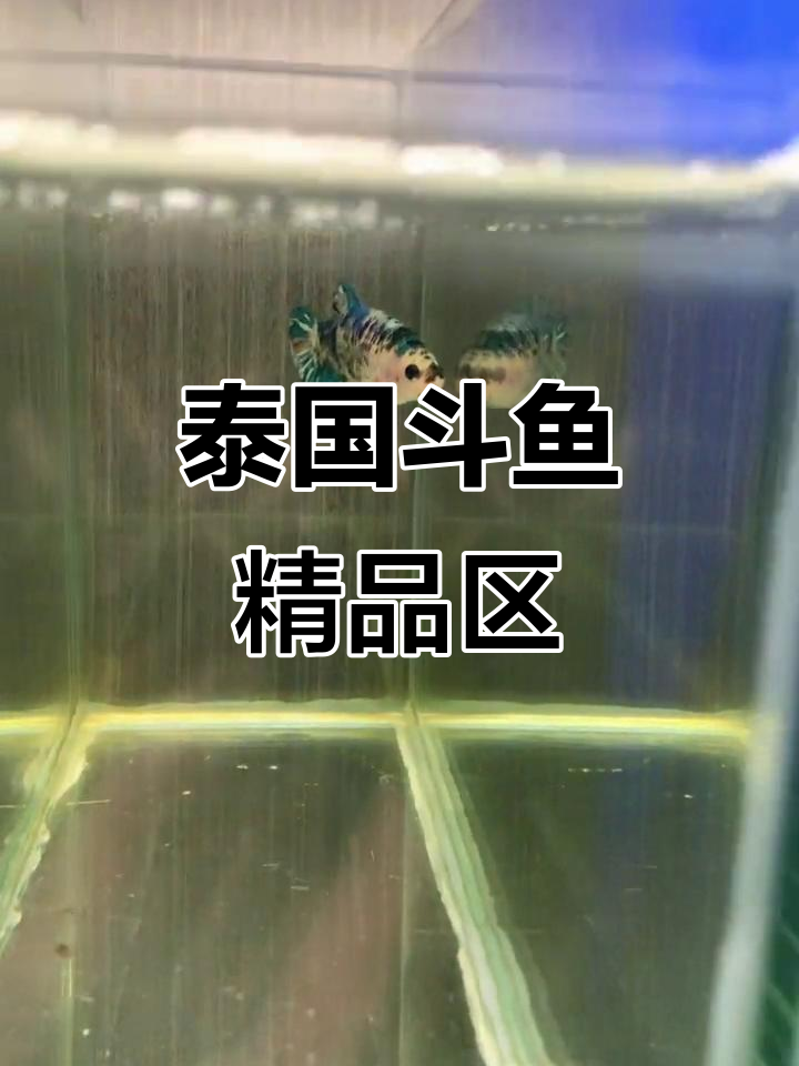 泰国斗鱼品种大揭秘:双尾青花、红铜金属与熊猫等精彩展示