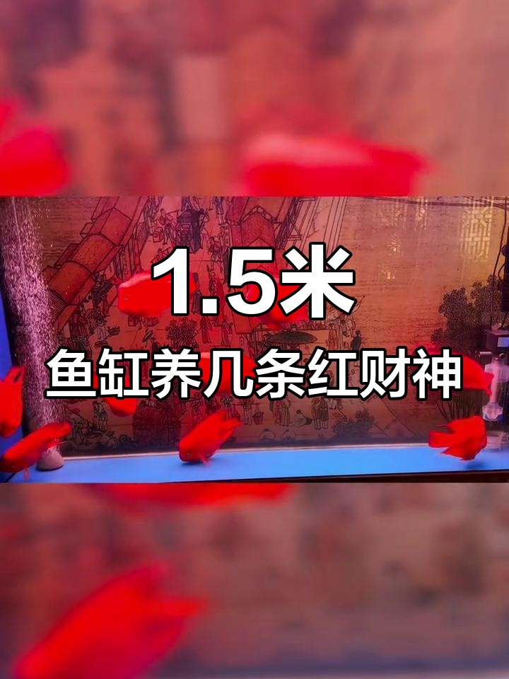 红财神饲养密度解析:一米五鱼缸最佳养鱼数量