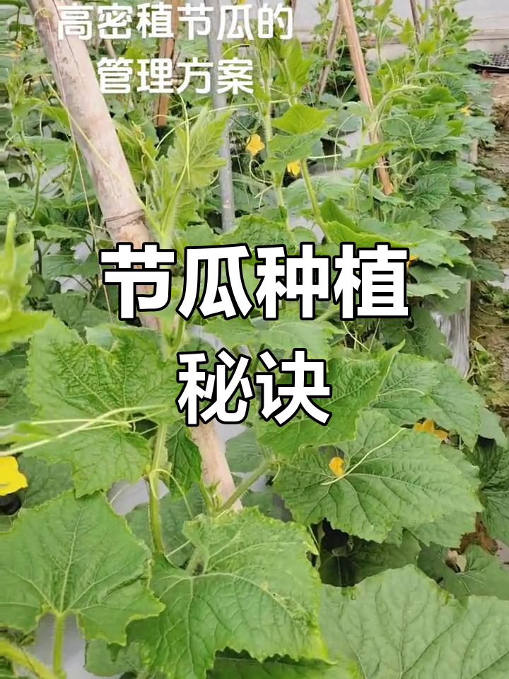 节瓜种植全流程,精细管理每一步,确保高产优质!