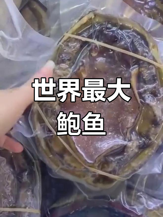 加州红鲍鱼:世界上最大的天然海鲜