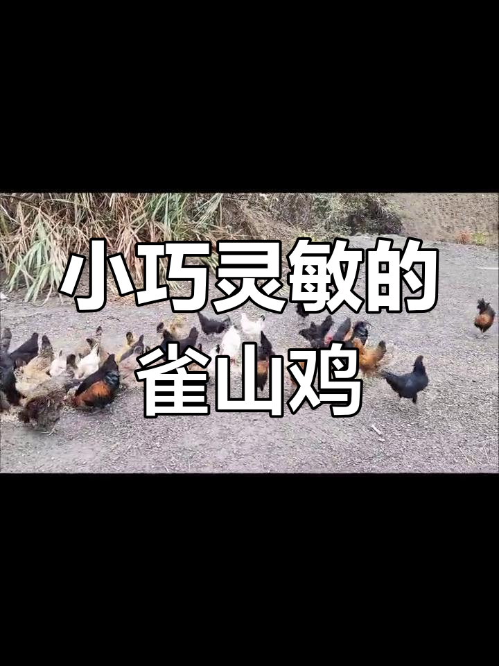 远古家禽雀山鸡,飞行能力超乎想象