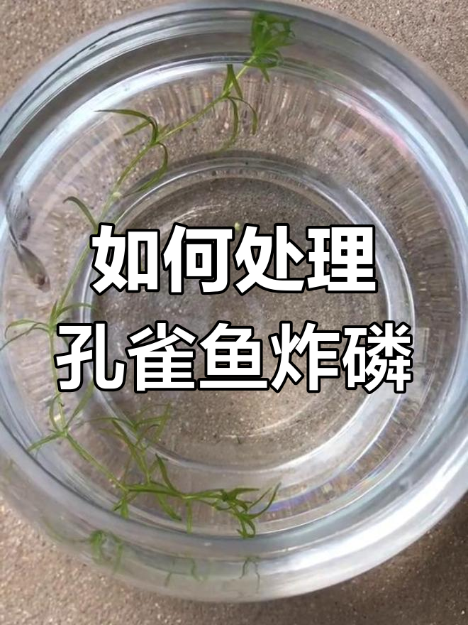 孔雀鱼炸鳞原因及应对方法,水质管理很重要