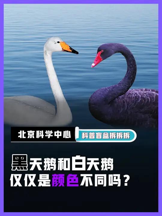 黑天鹅和白天鹅仅仅是颜色不同吗?