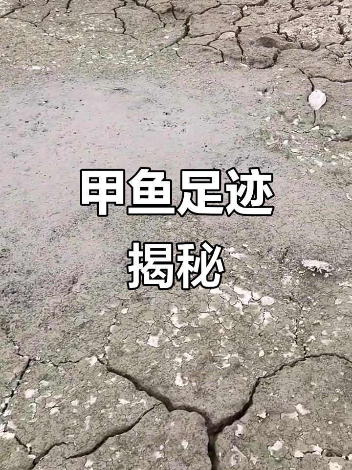 甲鱼脚印清晰可见,轻松辨别真伪