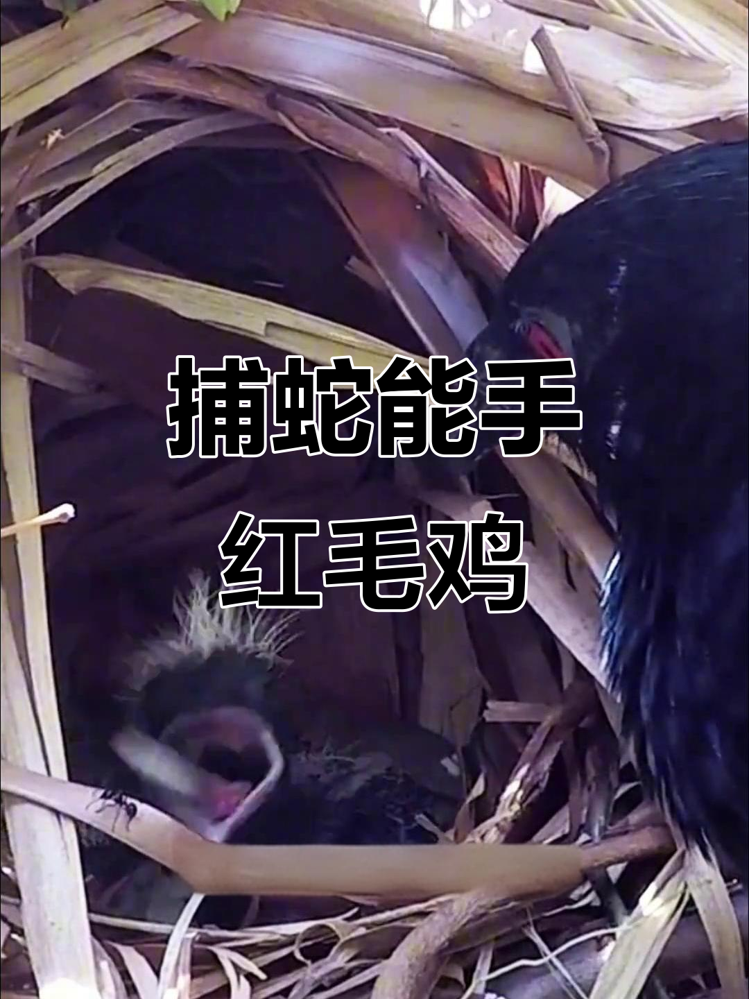 红毛鸡:专吃毒蛇的南方山林高手,竟是二级保护动物