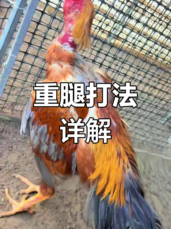 斗鸡重腿技巧解析