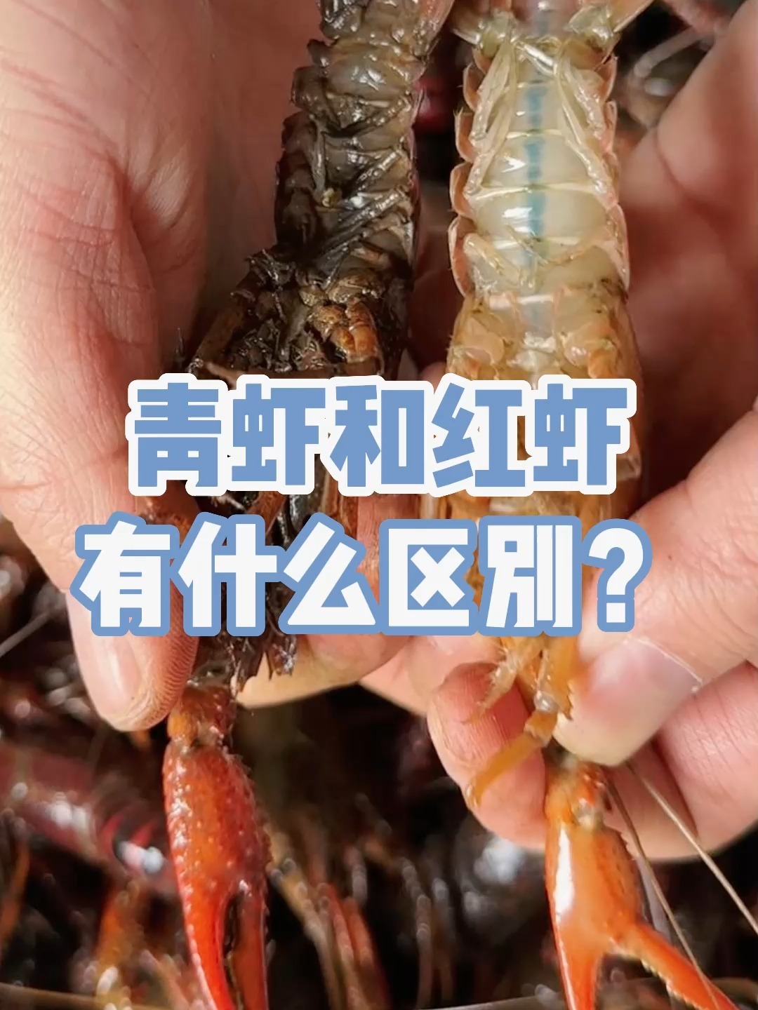 小龙虾选购指南,青虾和红虾的区别