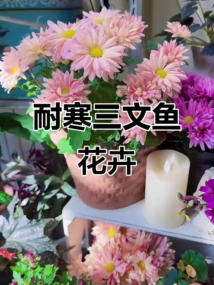 三文鱼盆栽开花,复古粉色花苞逐渐绽放成美丽花朵