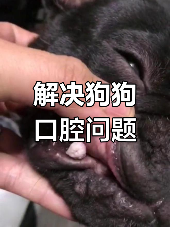 宠物狗满口菜花瘤,吃药轻松解决