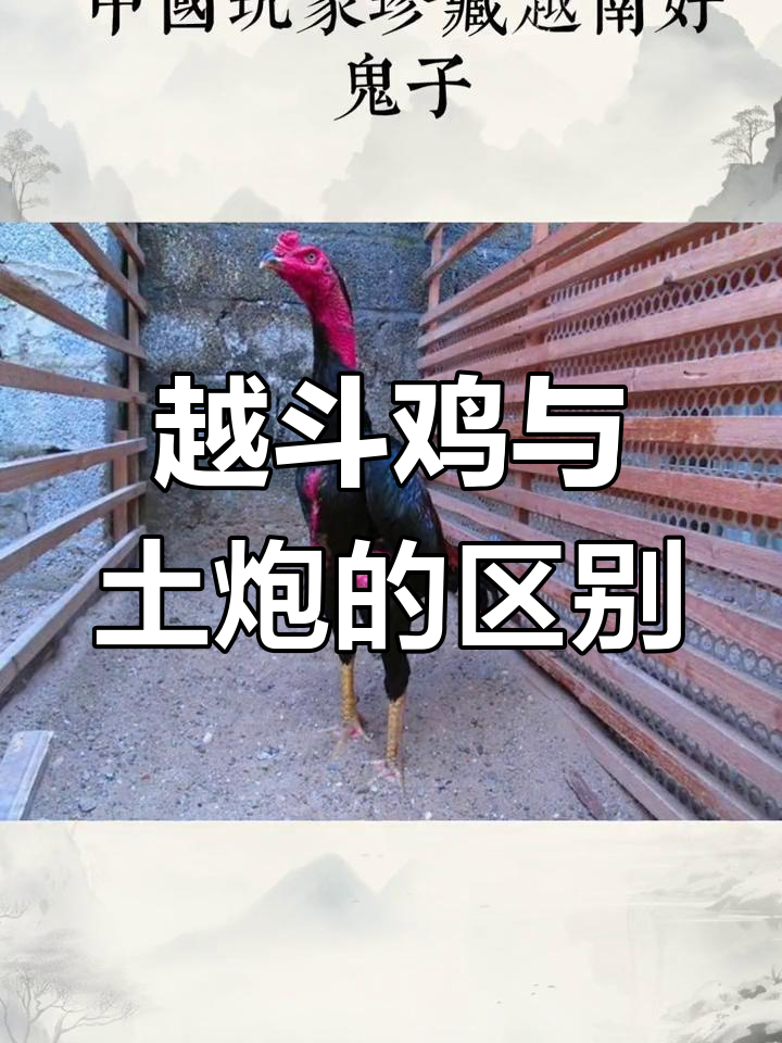 越南斗鸡与土炮的遗传差异