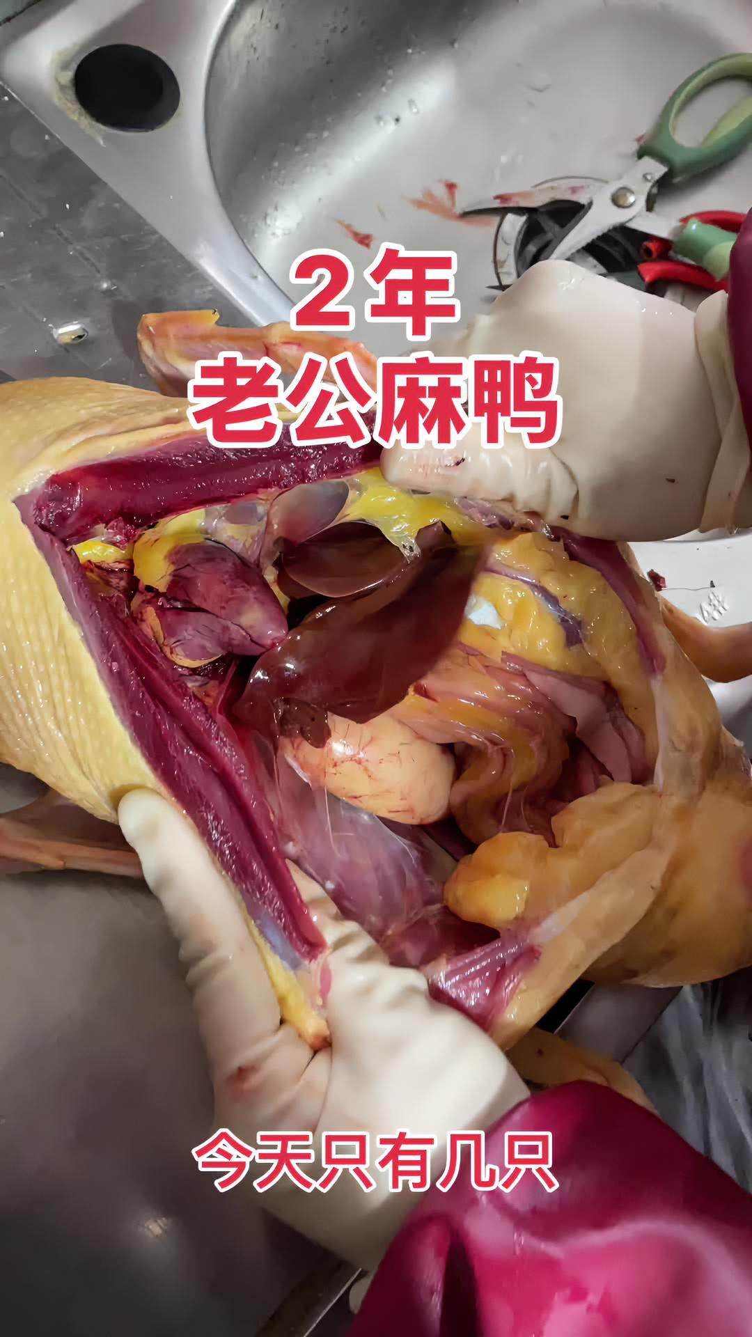 2年老公麻鸭需要赶快来选数量有限 老公鸭 老鸭 土鸡土鸭 乡村味道 三农养殖