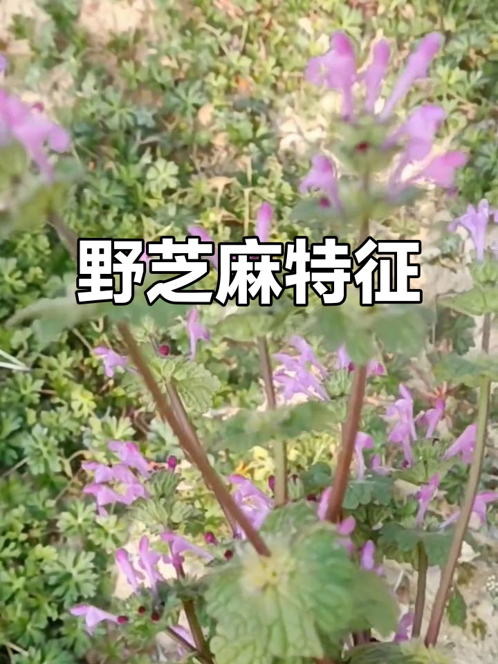 野芝麻，紫色花冠，方形茎，毛茸茸的叶片