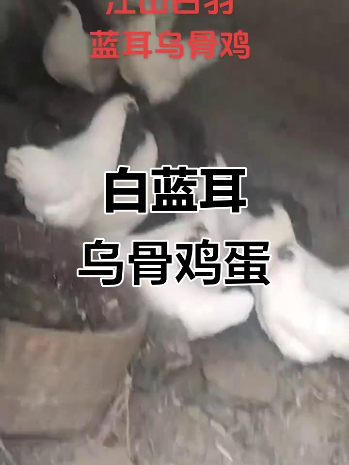 乌鸡中的极品,江山白蓝耳乌骨蛋年产量280枚