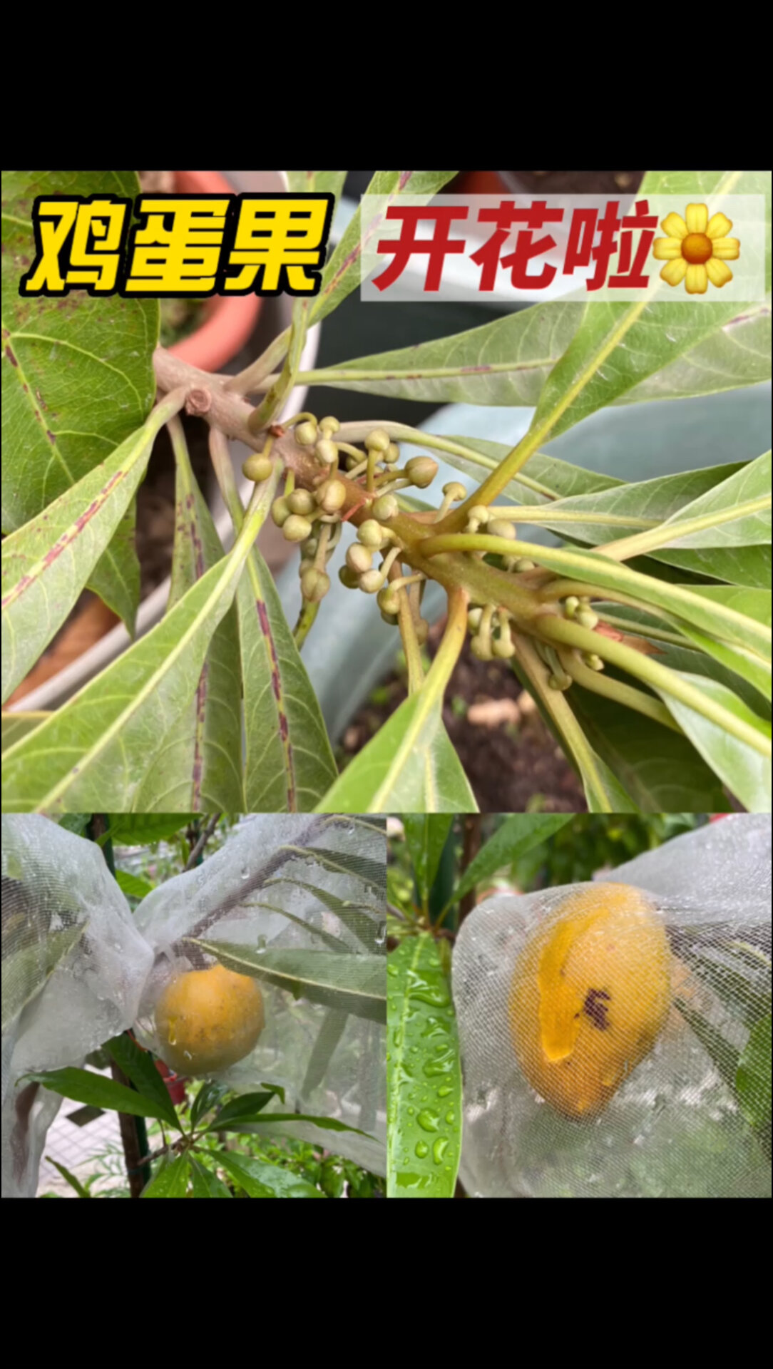鸡蛋果树,开花啦!