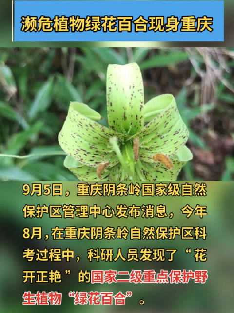 「濒危植物绿花百合现身重庆」9月5日,重庆阴条岭国家级自然保护区管理中心发布消息,今年8月