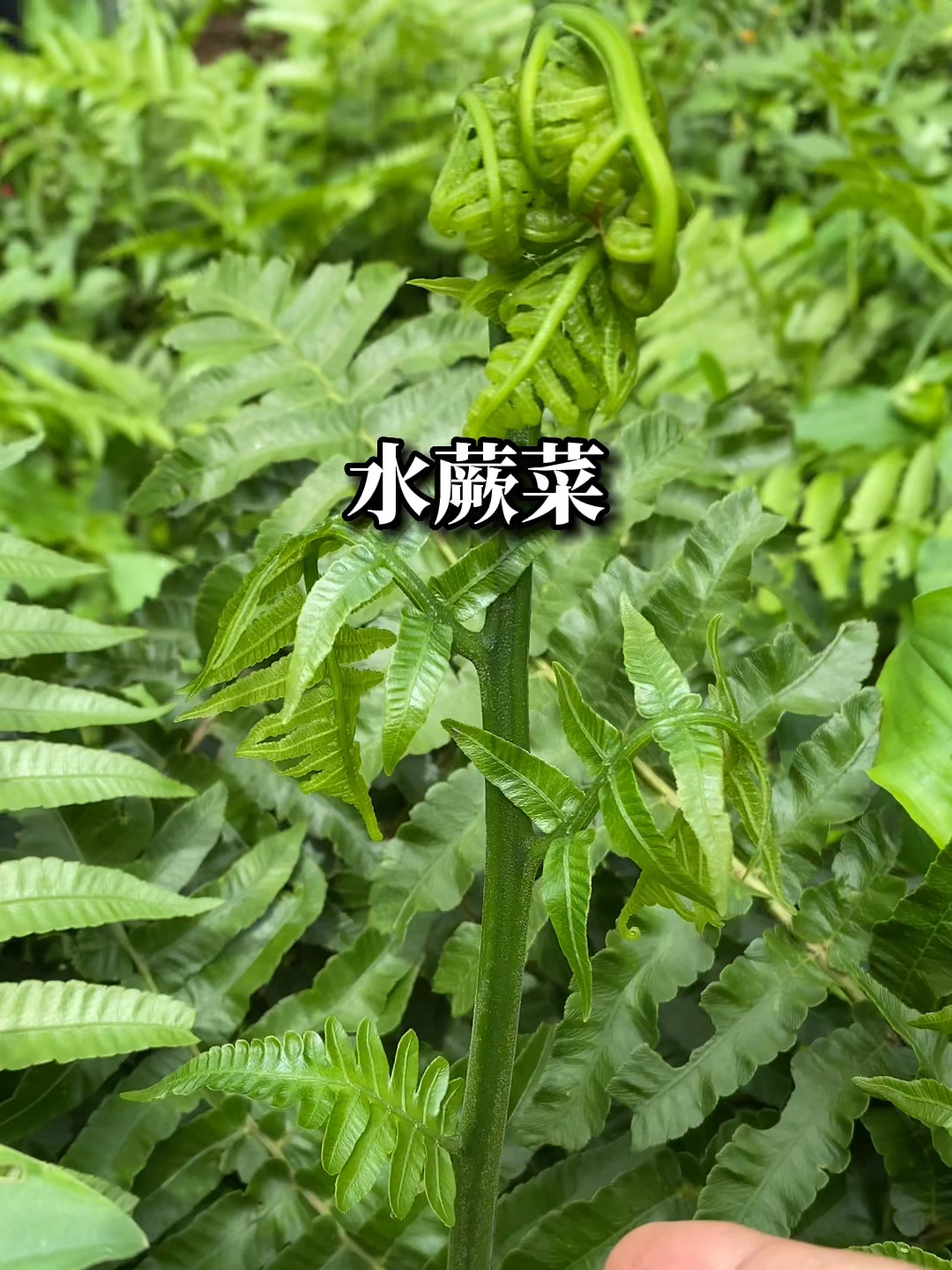 又香又嫩的水蕨菜,是我吃过最美味的食物了!