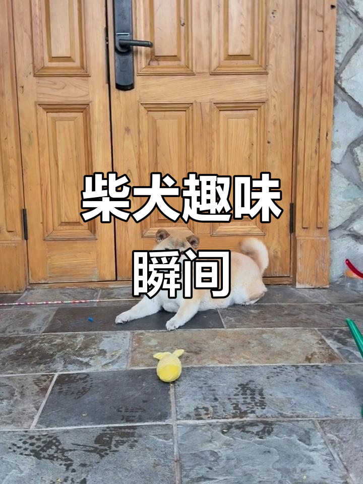 柴犬表情包大赏:你干嘛呢?左边来!