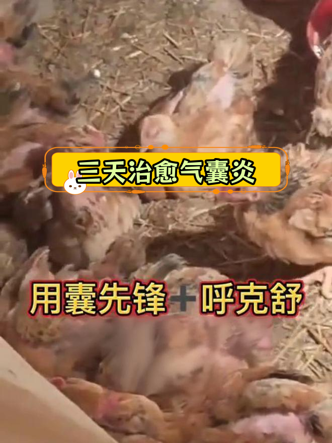 鸡气囊炎与支气管堵塞,三天治愈不复发