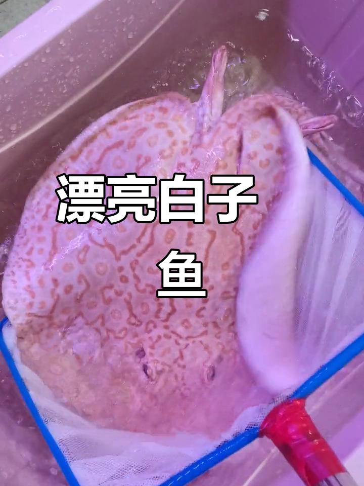 白子魟鱼配条纹虫纹,美丽又独特