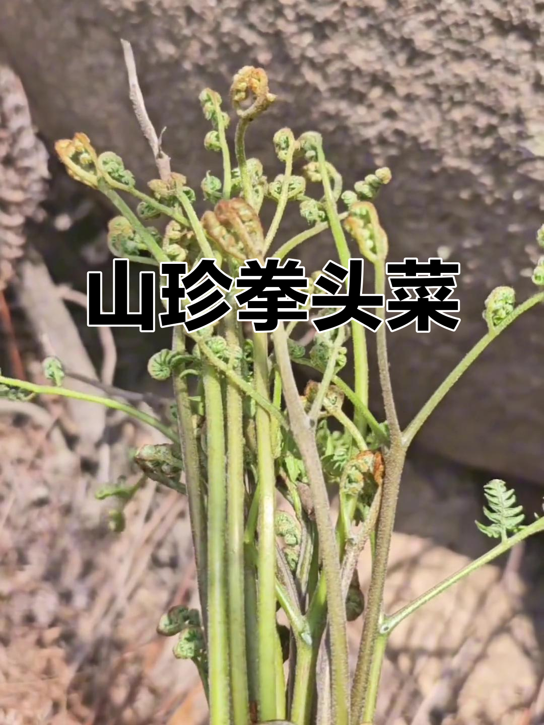 崂山拳头菜,珍稀美味,宴席必备,自古为皇家贡品
