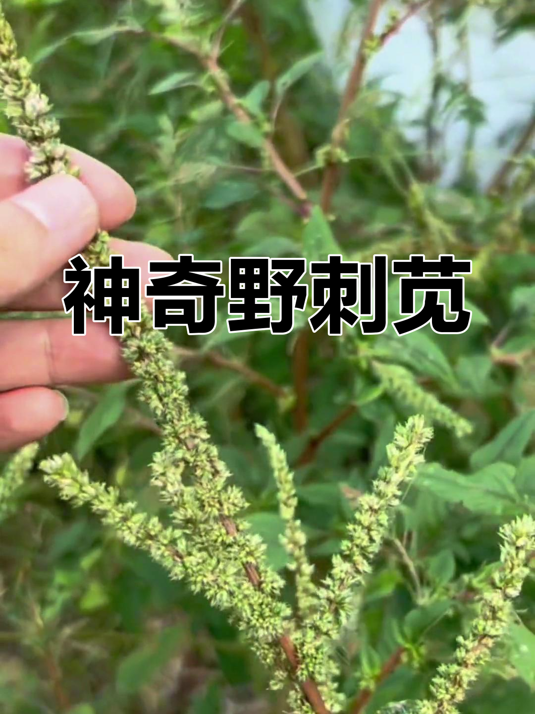 野苋菜:农村的救命宝藏,竟是痔疮良方