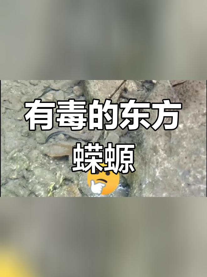 东方蝾螈与娃娃鱼的区别